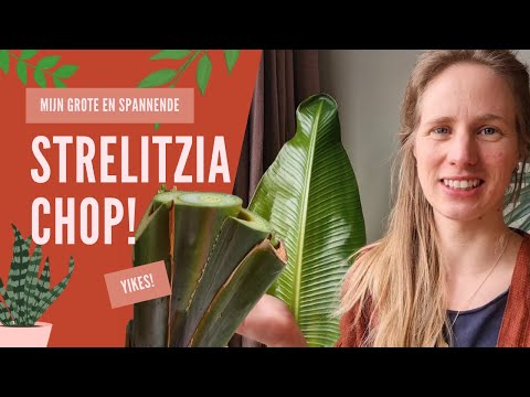 Video: Zal strelitzia nicolai groeien in het VK?