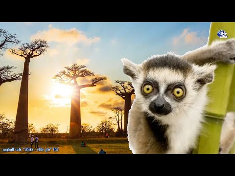 فيديو: ما لا نعرفه عن مدغشقر