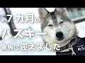 ７カ月のハスキー犬を家族に迎えました！雪道太郎ファミリー「めんみ」