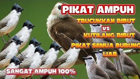SUARA PIKAT TRUCUKAN RIBUT KOMBINASI KUTILANG KOMBINASI MAUT SANGAT MEMPESONA MP3 SUARA JERNIH