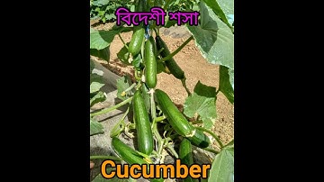 CUCUMBER/শসা/کھیرا /खीरा #SHORTS #MOHAMMADHELPINGTIP