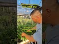 Capsuni remontante soiul Cabrilio - 3 August în pepiniera Sănătate din plante #natura #garden #bio