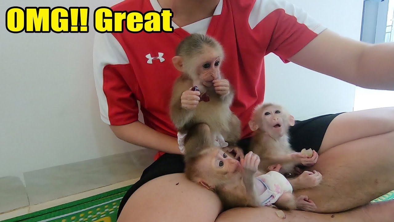Baby monkeys Rosi Rocky and Ricky are happy to be fed grapes by dad - MONKEY ROSI