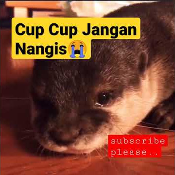 berang berang nangis / Otter crying #berangberang  #shorts  #feedshorts