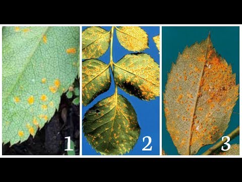 CÁCH PHÒNG VÀ TRỊ BỆNH GỈ SẮT TRÊN CÂY HOA HỒNG - YouTube