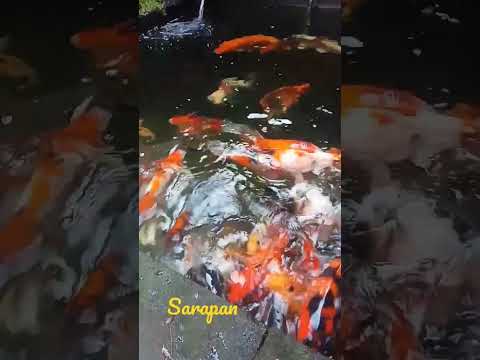 Sarapan sek yuk