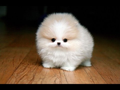 small dog breeds that never grow