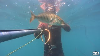 Pesca Submarina herrera