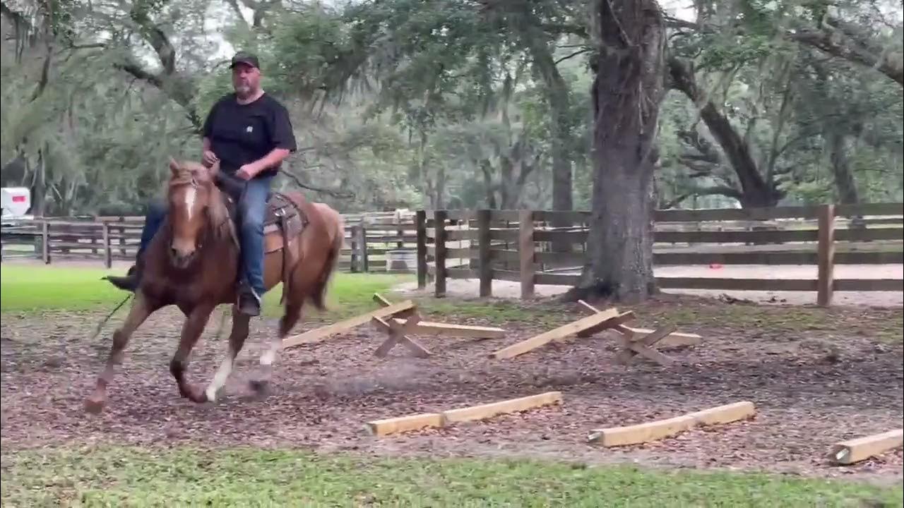 Rafter GF Gold sells Monday June 5th at Lumberton Horse and Tack