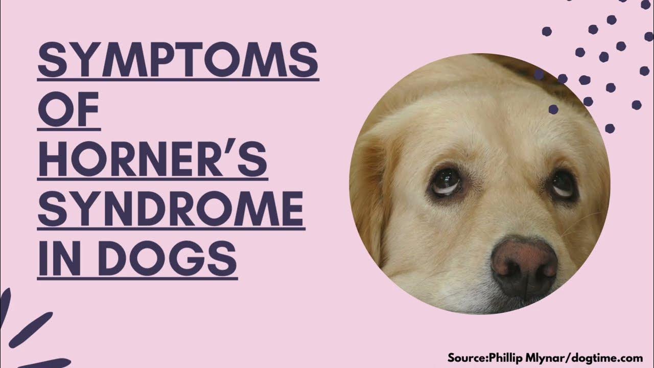 Symptoms Of Horner’s Syndrome In Dogs YouTube