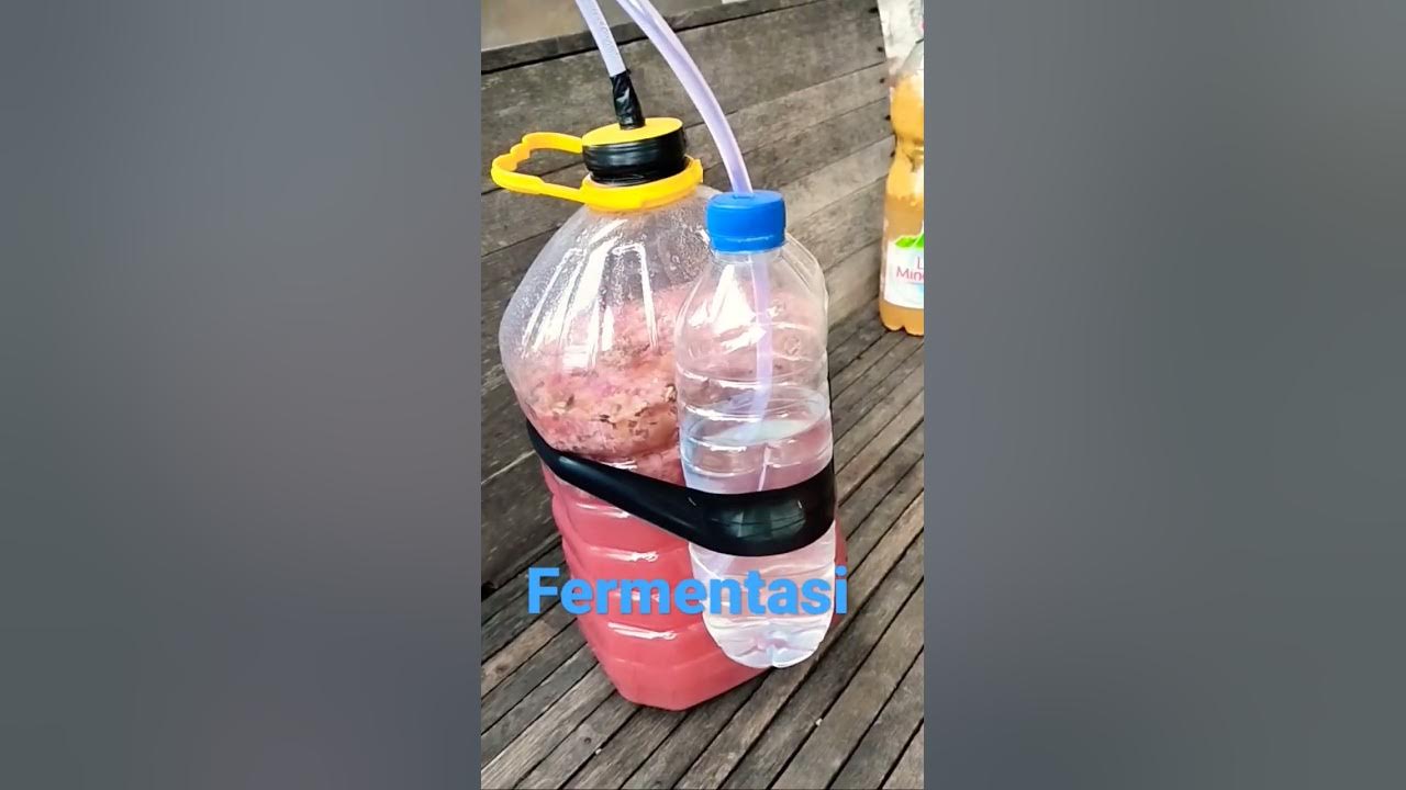 Cara bikin wine sendiri || Fermentasi anggur