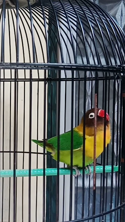 Masteran lovebird betina memancing birahi ke bunyi