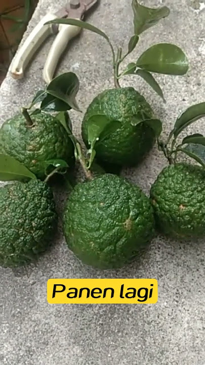 limau kuit