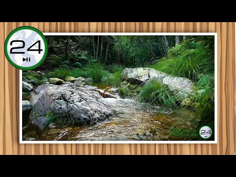 🎧 Sonido de RIACHUELO y PÁJAROS 💦🌳🐦para DORMIR 😴 Ruido de Riachuelo Fluyendo y Pájaros Cantando