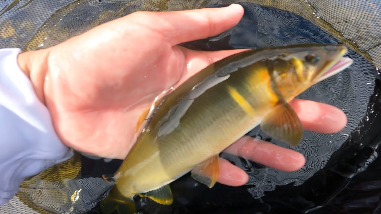 2025 7/23 米代川上流域鹿角エリア 2