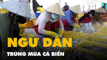 Ngư dân trúng mùa cá biển, cảng Tắc Cậu nhộn nhịp thương lái