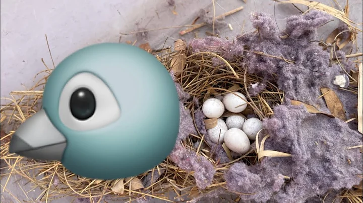 BIRD NEST IN DRYER VENT!!! VENT FULL OF EGGS AND STICKS!!! ASMR/ODDLY SATISFYING DRYER VENT CLEANING