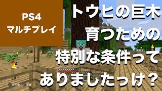 マインクラフト コミュニティ マルチプレイ Part13 トウヒの巨木が育つのって なにか特別な条件があるんでしたっけ Ps4 Youtube