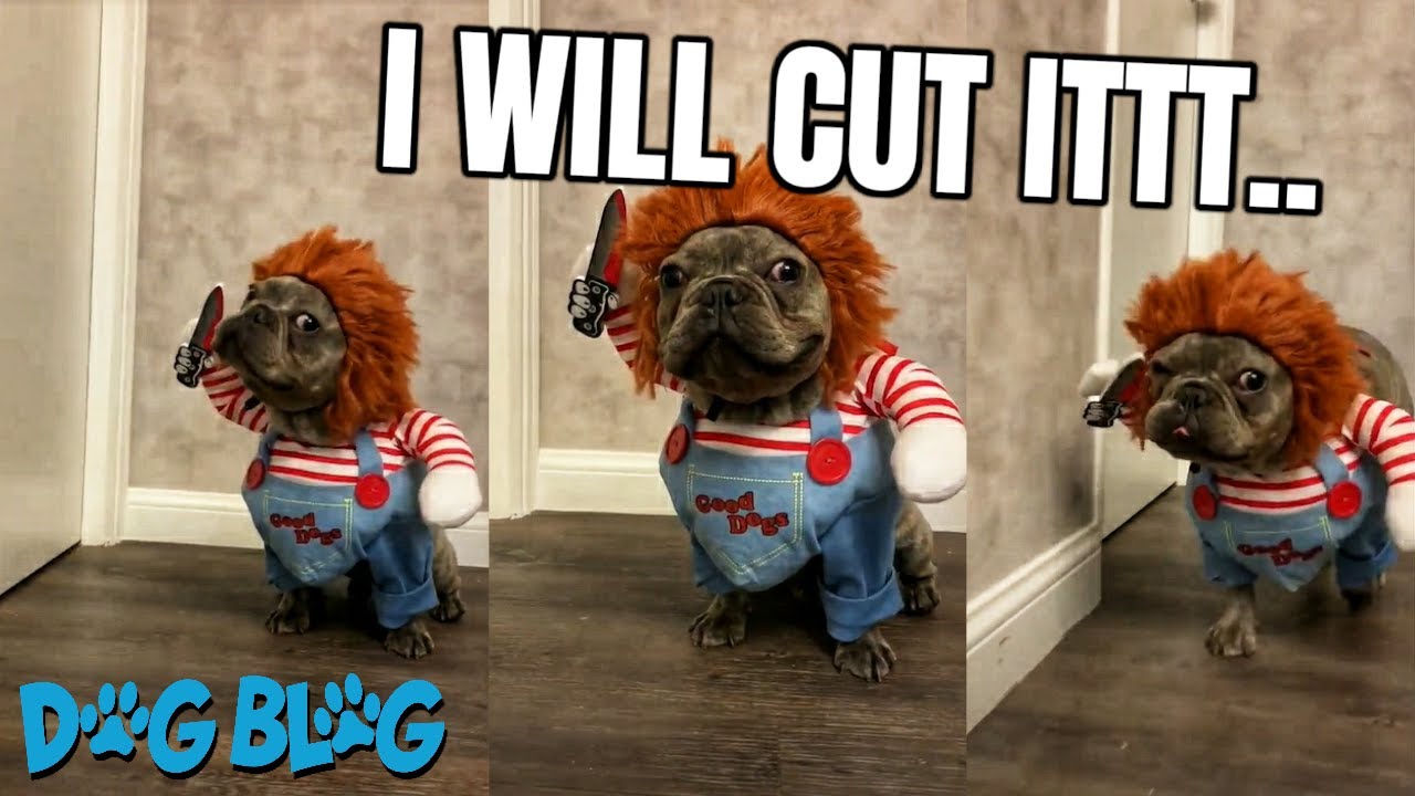 French Bulldog Looks Terrifying Running in a Chucky Costume YouTube