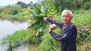 PEIXE GIGANTE ESTÁ PRESO NA REDE VOU PUXAR OLHA SÓ O TAMANHO DESSE PEIXE