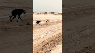 dog greyhound Race #dog #trending #viral #indiadog