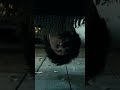 Harry vs The Monster Book of Monsters #HarryPotter