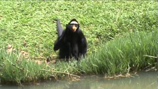 Tool use by spider monkey - Uso de ferramentas por macaco-aranha