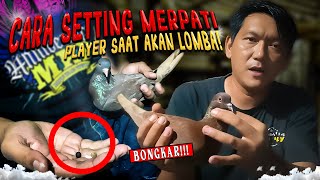 BONGKAR!!! CARA SETTING MERPATI ALA MAS DAYAT SAAT AKAN DI LOMBAKAN!