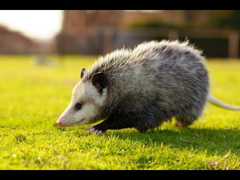 Video: Adakah opossum pengguna utama?