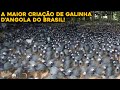 A INCRÍVEL MAIOR FAZENDA DE GALINHA D&#39;ANGOLA DO BRASIL