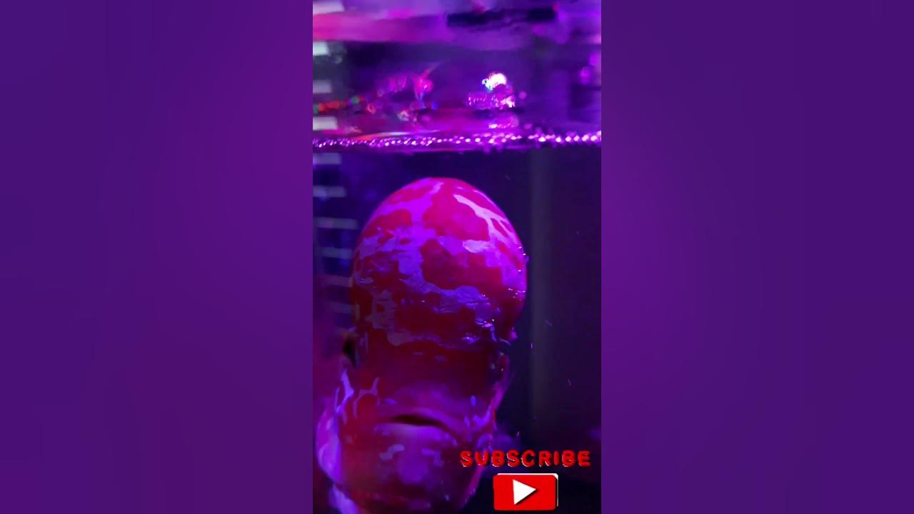 flowerhorn-vasthu-fish-short-youtube