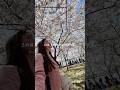 ワシントンD.C.の桜、実は一度なくなりかけてます🌸