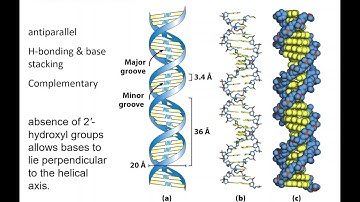 Lecture 20: Nucleic Acids Part 2 - 11/19/20