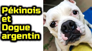Pékinois et Dogue argentin Les chiens de race mixte by Chat Chien et Amis 61 views 11 months ago 2 minutes, 59 seconds
