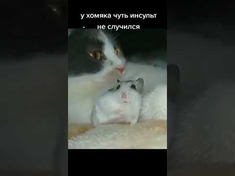 У хомяка чуть инсульт не случился 🤣😆😂