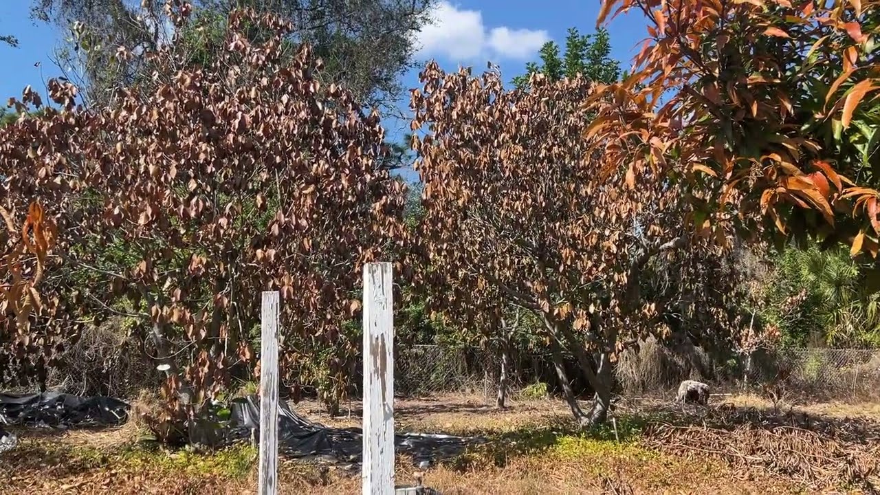 Ферма по выращиванию фруктовых деревьев на заднем дворе в Сарасоте, спустя две недели после трех ...