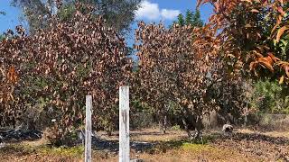 Backyard Fruit tree farm in Sarasota, two weeks after three nights of sub freezing temperatures.