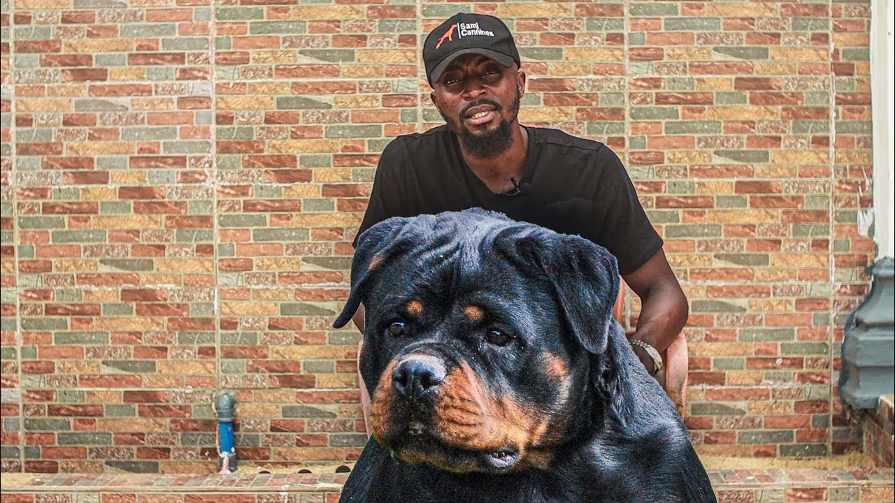 ROTTWEILER BREEDER EXPLAINS THE BREED'S MEMORY LOSS ISSUES - YouTube