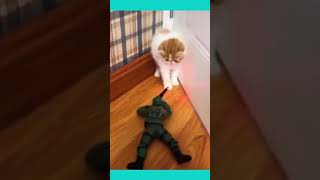 Cute Cat Afraid Of Gi Joe Army Toy Funny Video
