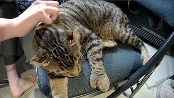 Chill Friday night CAD for cat camera bot components @scanlime-in-progress