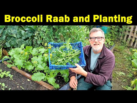 Video: Growing Broccoli Rabe: Plant Broccoli Rabe i haven