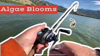 Bass Fishing Tips and Techniques for Algae Blooms