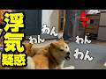 深夜にこっそり帰宅するパパを大声でバラす柴犬