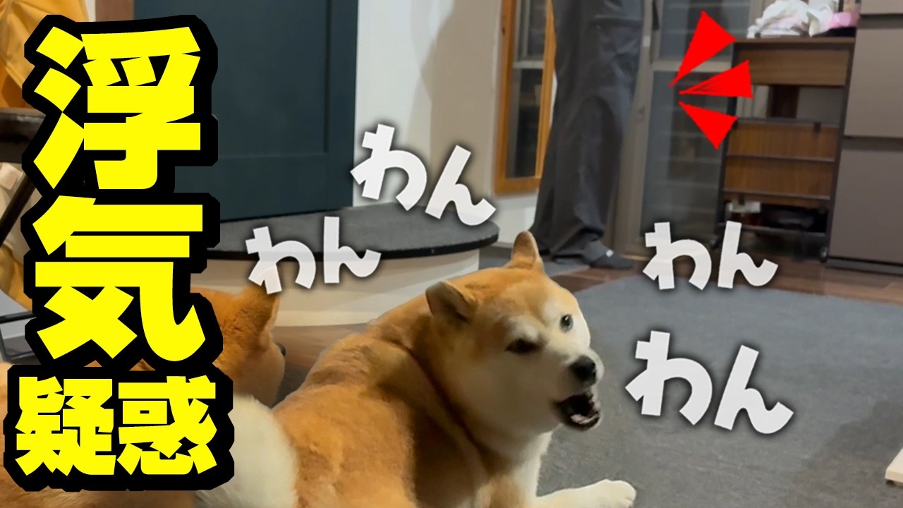 深夜にこっそり帰宅するパパを大声でバラす柴犬