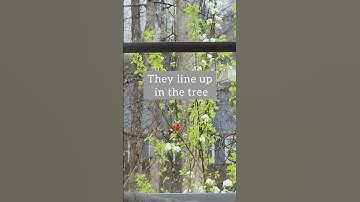 My Window Bird Feeder! #birdfeeder #redbird #cardinals #birds #birdwatching