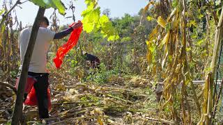 【2025中秋假期】回乡收秋掰玉米Mid-Autumn 2025 | Harvesting Corn in My Hometown | Golden Fields and Family Warmth