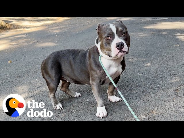 Tiny, Scared Pittie Refused To Walk Until Her Foster Siblings Helped | The Dodo class=