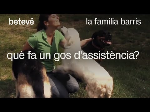 Vídeo: 7 Coses Que Poden Trencar L’esperit D’un Gos
