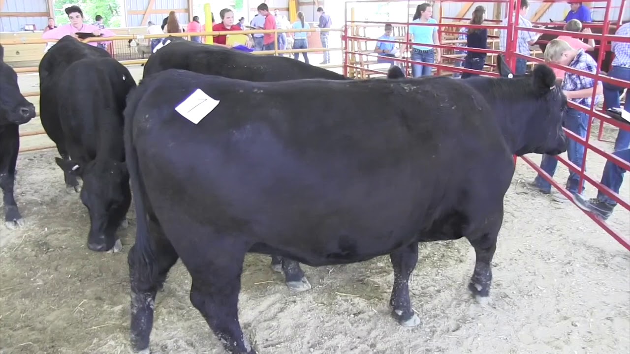 2017 State 4-H Livestock Judging Contest - Angus Heifers