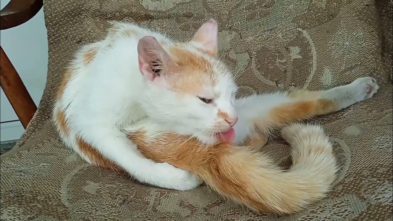 Кот - чистюля! - YouTube